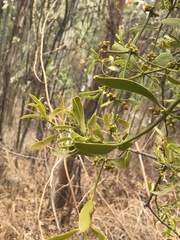 Phoradendron velutinum