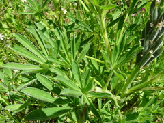Lupinus gredensis