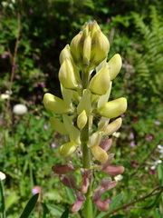 Lupinus gredensis