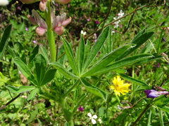 Lupinus gredensis