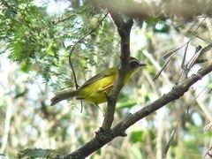 Basileuterus delattrii