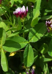 Trifolium variegatum variegatum