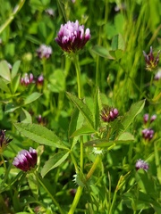 Trifolium variegatum variegatum