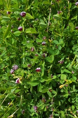 Trifolium variegatum variegatum