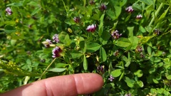 Trifolium variegatum variegatum