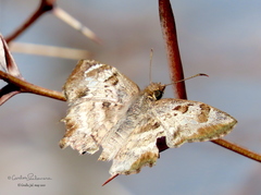Antigonus emorsa