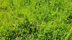 Trifolium variegatum variegatum