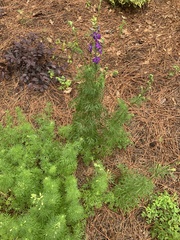 Delphinium ajacis