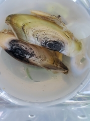 Utterbackiana suborbiculata