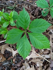 Parthenocissus quinquefolia