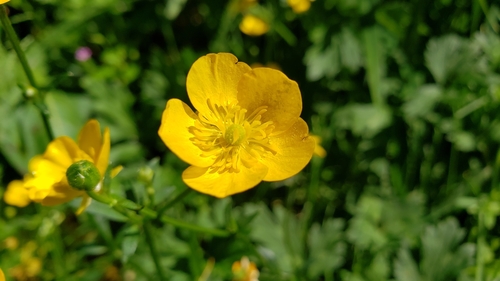 Ranunculus repens