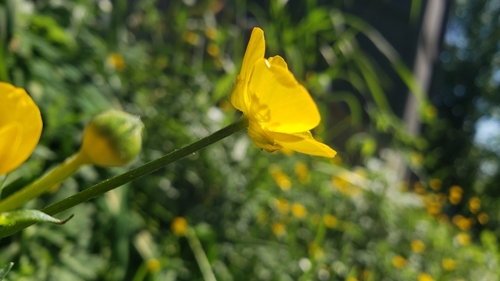 Ranunculus repens
