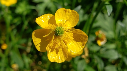 Ranunculus repens