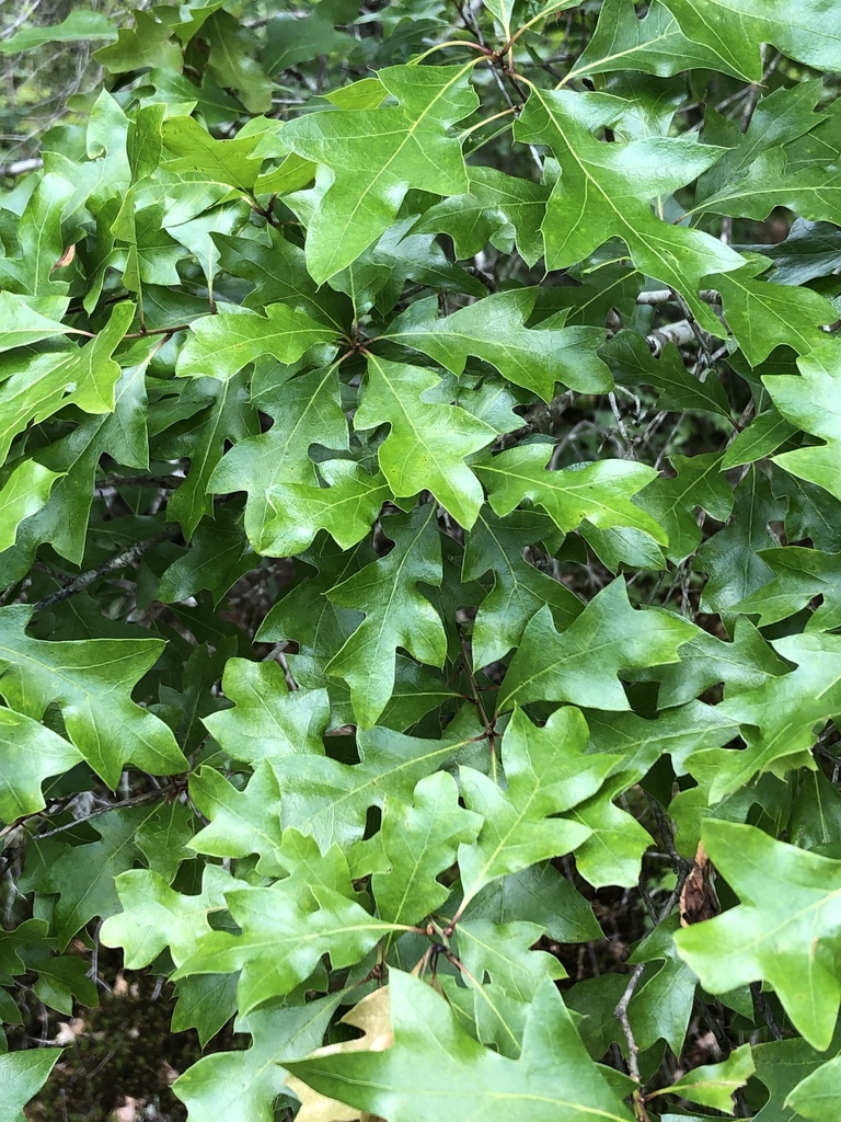 Georgia Oak