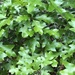 Quercus georgiana - Photo (c) ecoxf, μερικά δικαιώματα διατηρούνται (CC BY-NC)