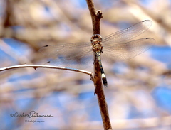 Brechmorhoga praecox
