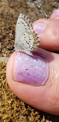 Celastrina asheri