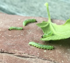 Pristiphora appendiculata