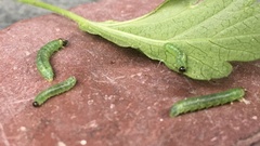 Pristiphora appendiculata