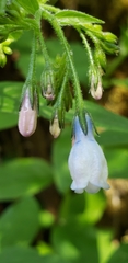 Mertensia paniculata