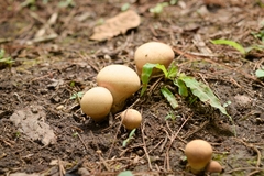 Calvatia