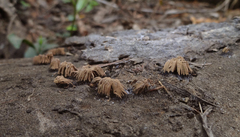 Stemonitis virginiensis