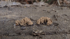 Stemonitis virginiensis