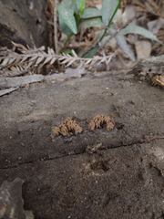 Stemonitis virginiensis