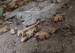 Stemonitis virginiensis
