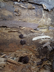 Stemonitis virginiensis