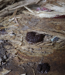 Stemonitis virginiensis