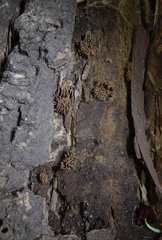 Stemonitis virginiensis