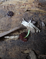 Stemonitis virginiensis