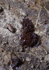 Stemonitis virginiensis