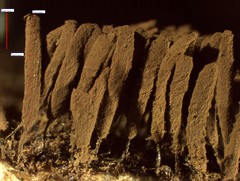 Stemonitis virginiensis