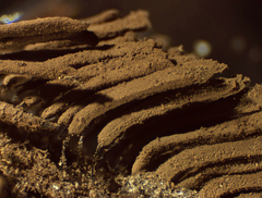 Stemonitis virginiensis