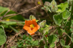 Sphaeralcea lindheimeri