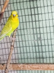 Melopsittacus