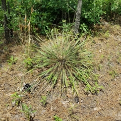 Yucca louisianensis