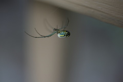 Leucauge venusta