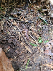 Pseudopolydesmus canadensis