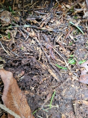 Pseudopolydesmus canadensis