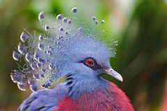 Victoria Crowned-Pigeon photo 2