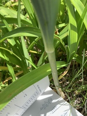 Polygonatum × hybridum