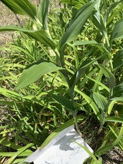Polygonatum × hybridum
