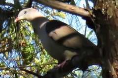 Ducula badia