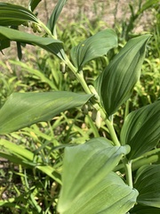 Polygonatum × hybridum