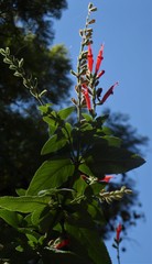 Salvia haenkei