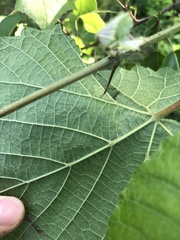 Vitis cinerea cinerea