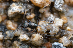 Lachnophorus elegantulus